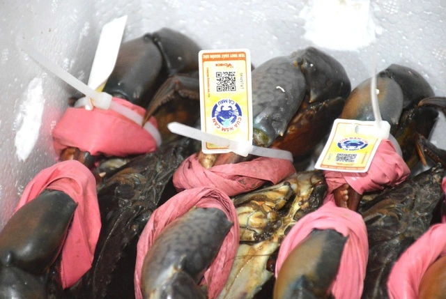 Cà Mau siết chặt truy xuất nguồn gốc, nâng chuẩn thủy sản xuất khẩu - Ảnh 2