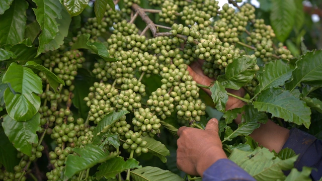 Tối ưu chi phí phân bón, tăng lợi nhuận mùa vụ cùng Rootbio R01: Giải pháp bền vững cho nhà nông Việt - Ảnh 2