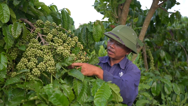 Tối ưu chi phí phân bón, tăng lợi nhuận mùa vụ cùng Rootbio R01: Giải pháp bền vững cho nhà nông Việt - Ảnh 4