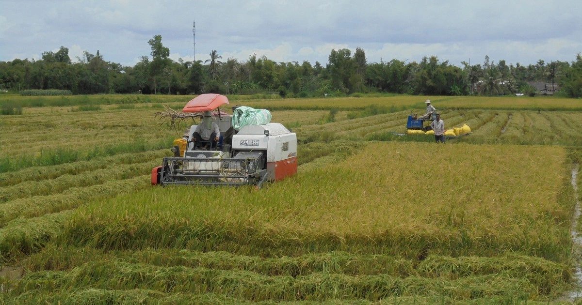 Giá lúa thấp kỷ lục, nông dân Cà Mau vẫn khó tìm được thương lái đến mua