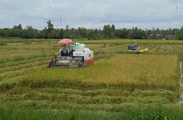Giá lúa thấp kỷ lục, nông dân Cà Mau vẫn khó tìm được thương lái đến mua - Ảnh 2