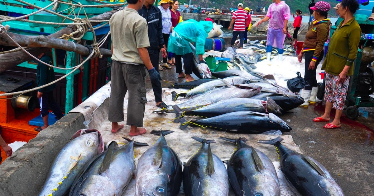 Nếu không sang Mỹ, cá ngừ VN sẽ đi đâu?