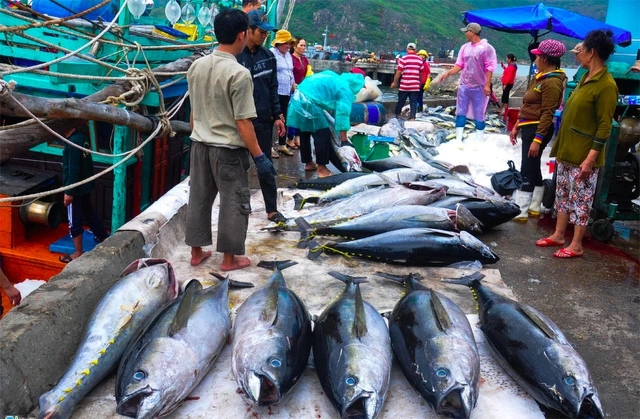 Nếu không sang Mỹ, cá ngừ VN sẽ đi đâu? - Ảnh 1