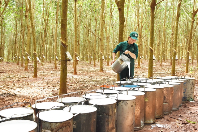 VRG đáp ứng EUDR, tiên phong chứng nhận cao su phát thải thấp - Ảnh 2