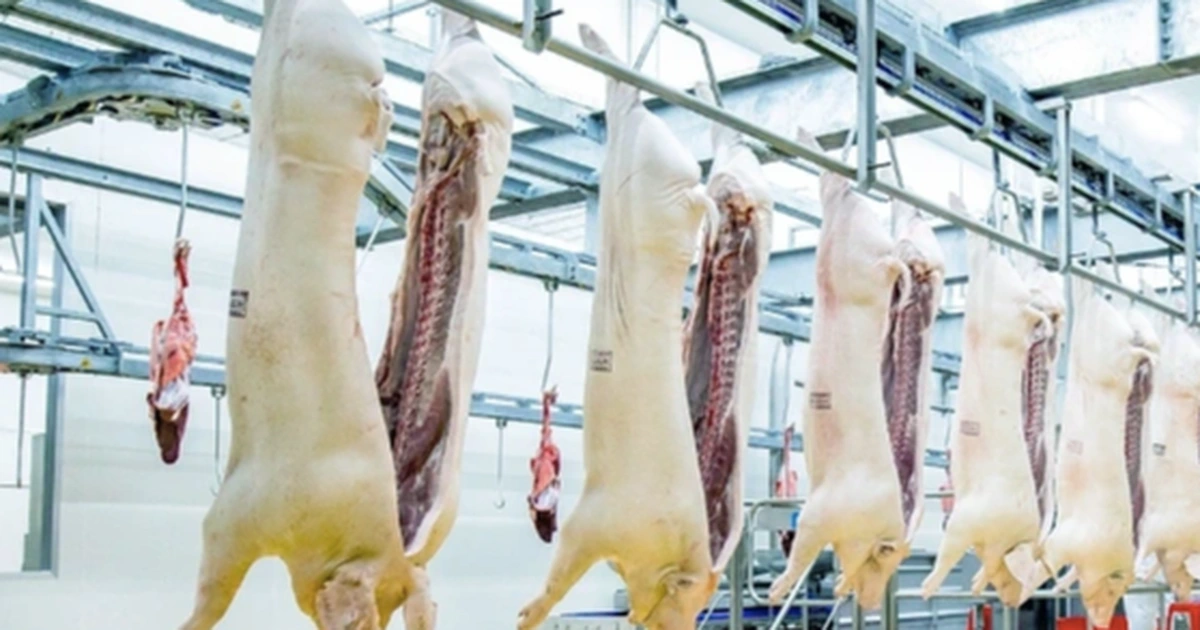 Giữ tổng đàn 31 triệu con, không lo thiếu thịt heo dịp tết