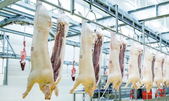 Giữ tổng đàn 31 triệu con, không lo thiếu thịt heo dịp tết - Ảnh 1