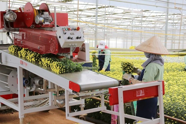 Mua Lynch Group, Dalat Hasfarm trở thành công ty hoa tươi hàng đầu thế giới - Ảnh 2
