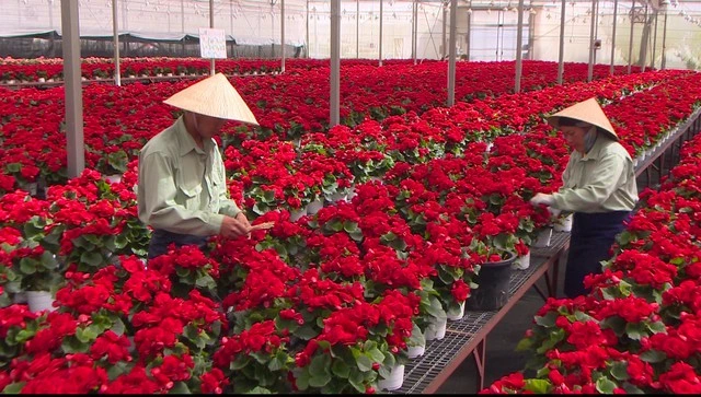 Mua Lynch Group, Dalat Hasfarm trở thành công ty hoa tươi hàng đầu thế giới - Ảnh 1