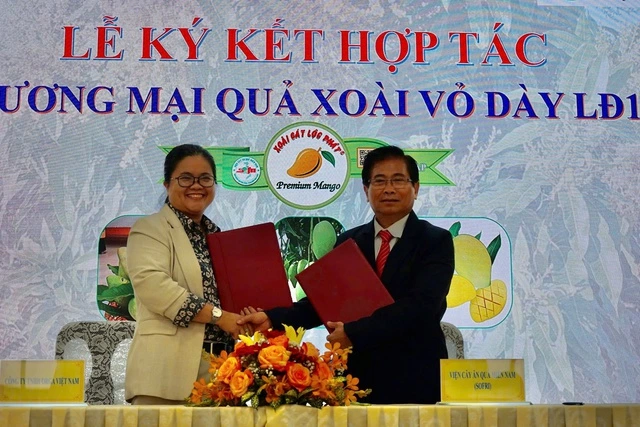 Xoài cát mới từ giống xoài Mỹ và Hòa Lộc chuẩn bị đưa ra thị trường - Ảnh 2