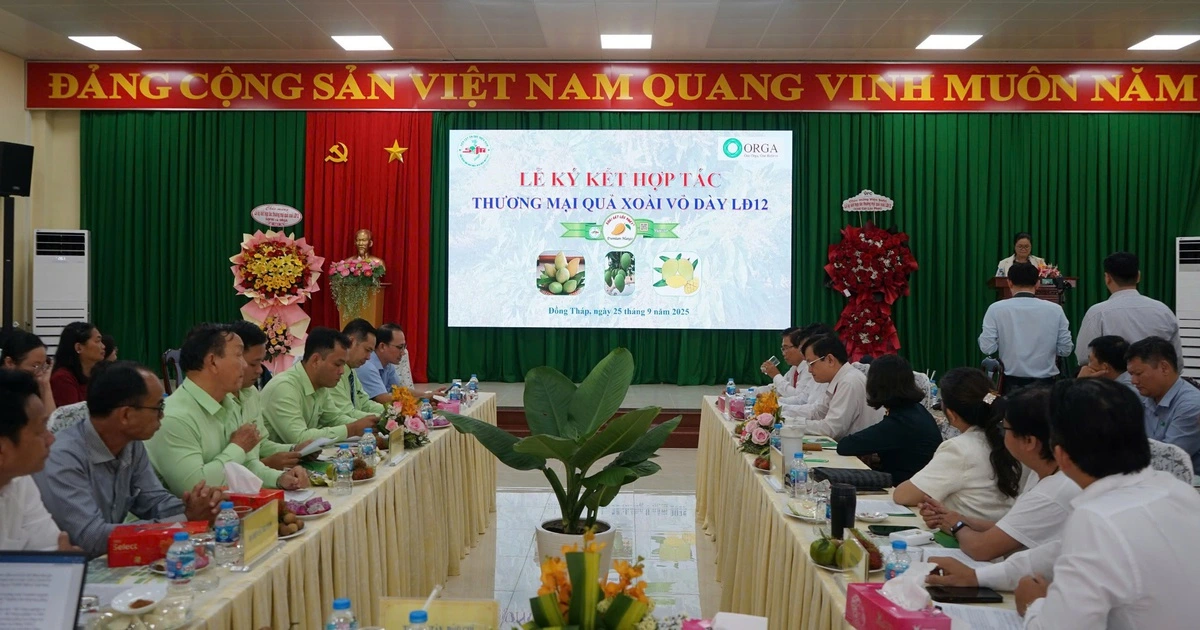 Xoài cát mới từ giống xoài Mỹ và Hòa Lộc chuẩn bị đưa ra thị trường