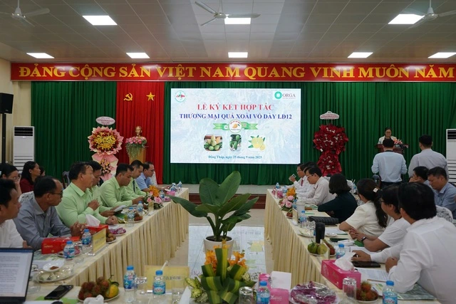 Xoài cát mới từ giống xoài Mỹ và Hòa Lộc chuẩn bị đưa ra thị trường - Ảnh 1