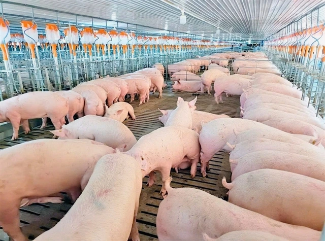Chuỗi nuôi heo của Mavin được HSBC cấp tín dụng liên kết bền vững - Ảnh 4