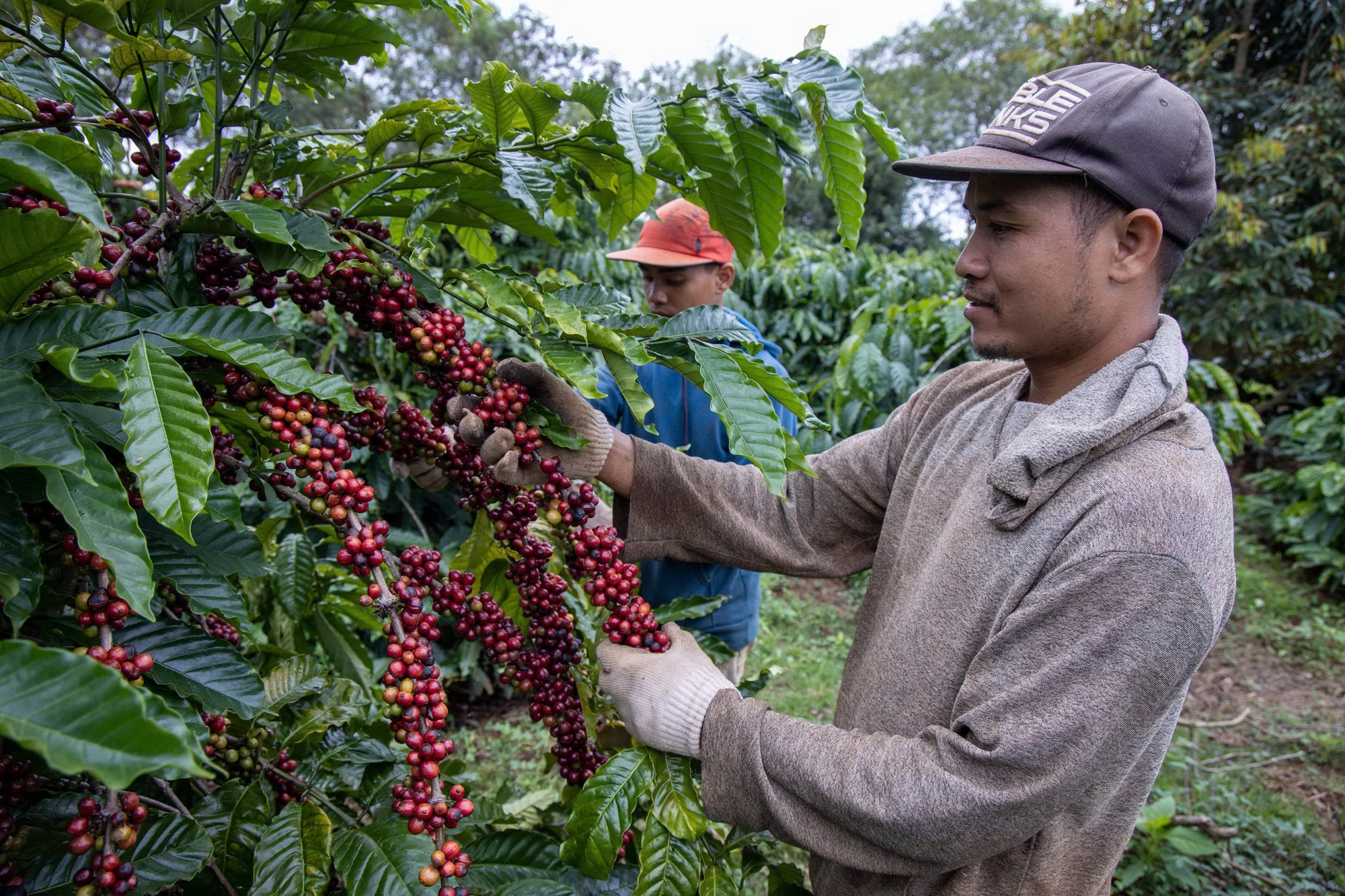 Giá cà phê tăng kỷ lục tại Mỹ, doanh nghiệp Việt có hưởng lợi? - Ảnh 1