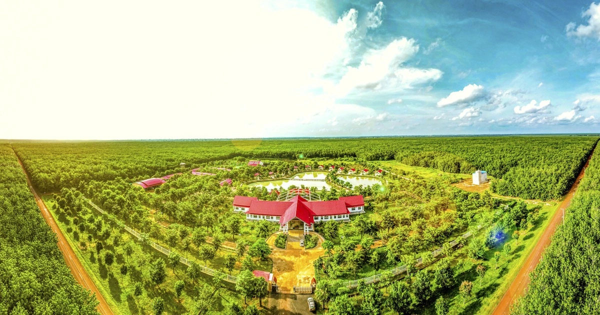 Cao su Chư Sê - Kampong Thom nhận EUDR đầu tiên toàn cầu