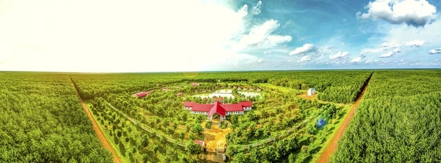 Cao su Chư Sê - Kampong Thom nhận EUDR đầu tiên toàn cầu - Ảnh 1