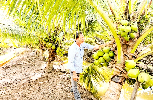 Đưa dừa thành ngành công nghiệp tỉ USD - Ảnh 1