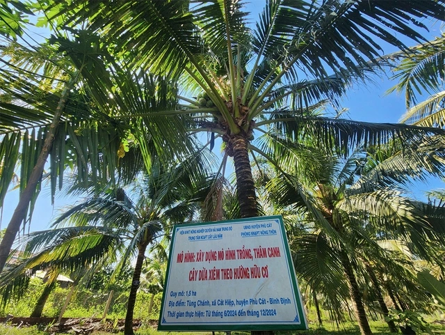 Đưa dừa thành ngành công nghiệp tỉ USD - Ảnh 2