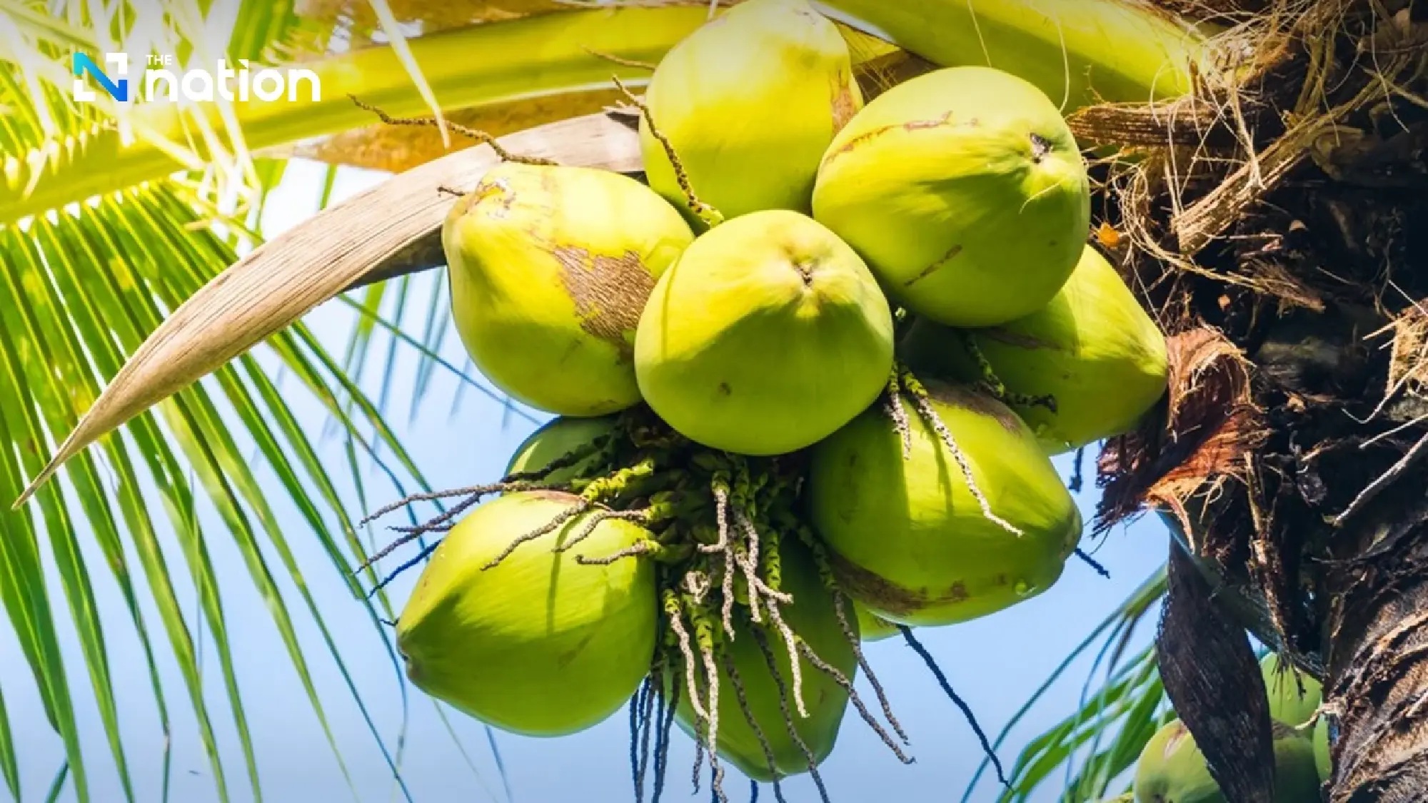 Sau sầu riêng, thêm một 'sản vật' của Việt Nam trở thành đối thủ lớn của Thái Lan: sản lượng hơn 2 triệu tấn/năm, nước ta là ông lớn thứ 7 thế giới - Ảnh 2