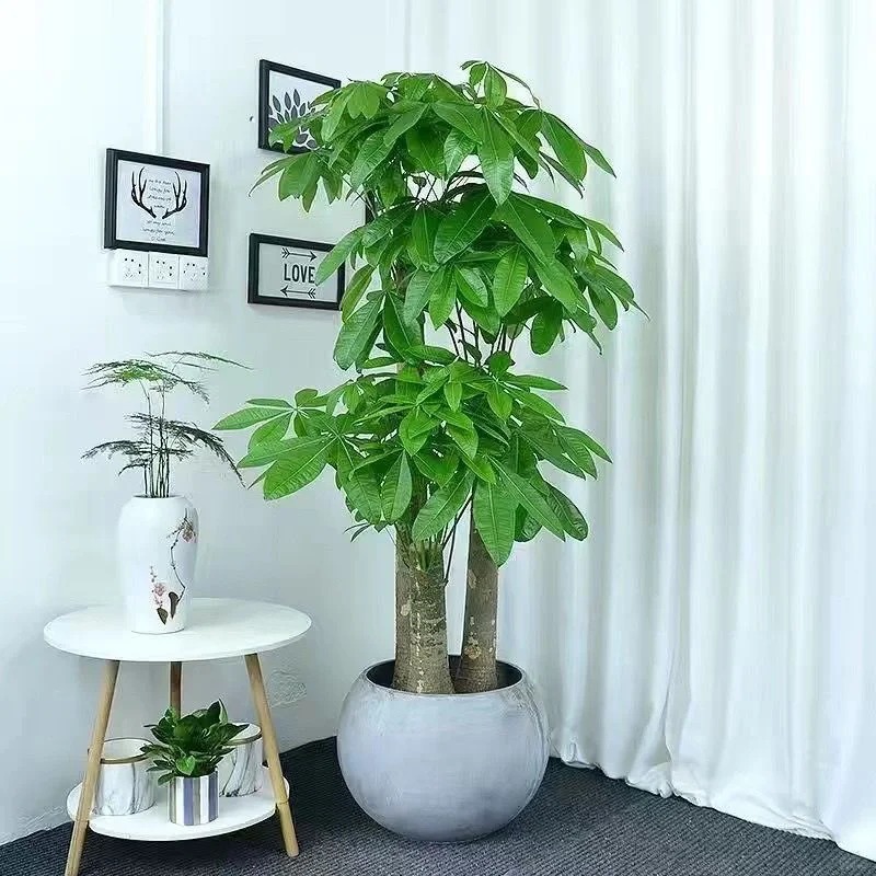 “Trong nhà có một cây, cả nhà ấm no": 5 loại cây nội thất đẹp, dễ sống, tăng sinh khí cho tổ ấm - Ảnh 4