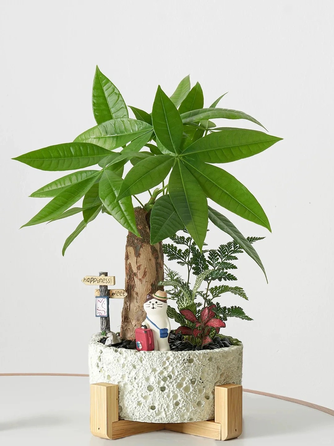 “Trong nhà có một cây, cả nhà ấm no": 5 loại cây nội thất đẹp, dễ sống, tăng sinh khí cho tổ ấm - Ảnh 5