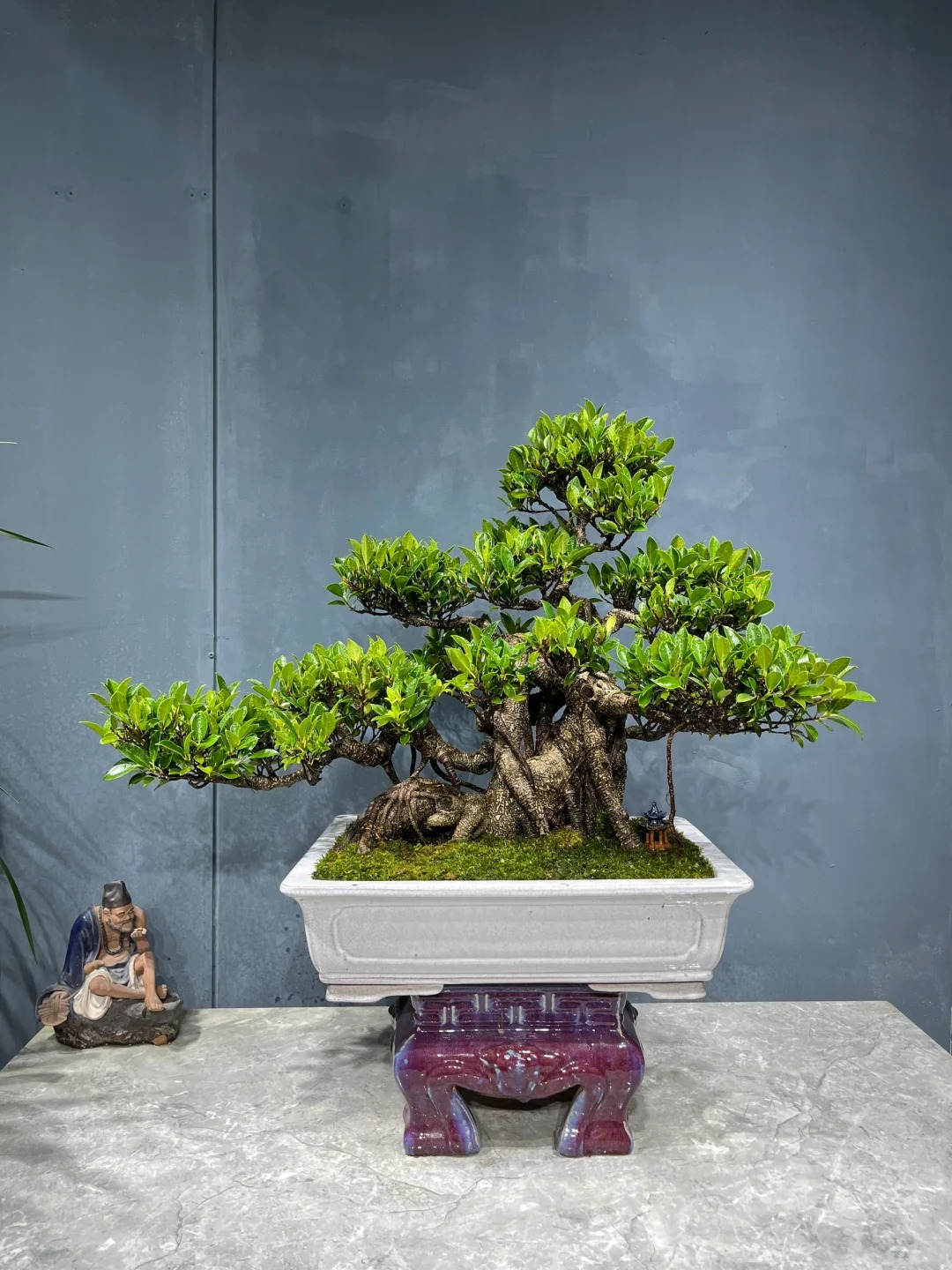 “Trong nhà có một cây, cả nhà ấm no": 5 loại cây nội thất đẹp, dễ sống, tăng sinh khí cho tổ ấm - Ảnh 16