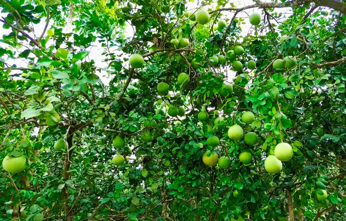 Huế vào mùa quả ngọt thanh, ruột giòn, hương thơm không nơi nào có - Ảnh 1