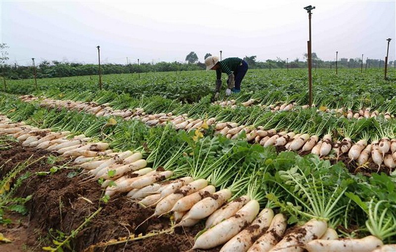 Đặc sản miền Tây xưa là món ăn nhà nghèo, nay đổi đời xuất khẩu ra thế giới - Ảnh 2