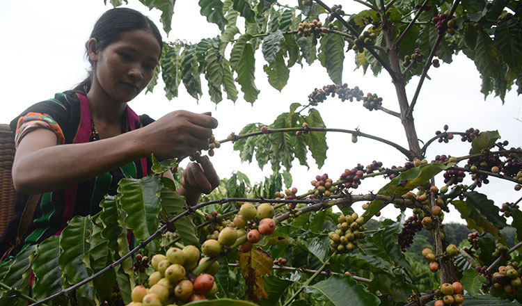 Học tập thành công 4 tỷ USD của Việt Nam, Campuchia đặt cược vào 'hạt ngọc nâu' trong cuộc đua toàn cầu - Ảnh 1