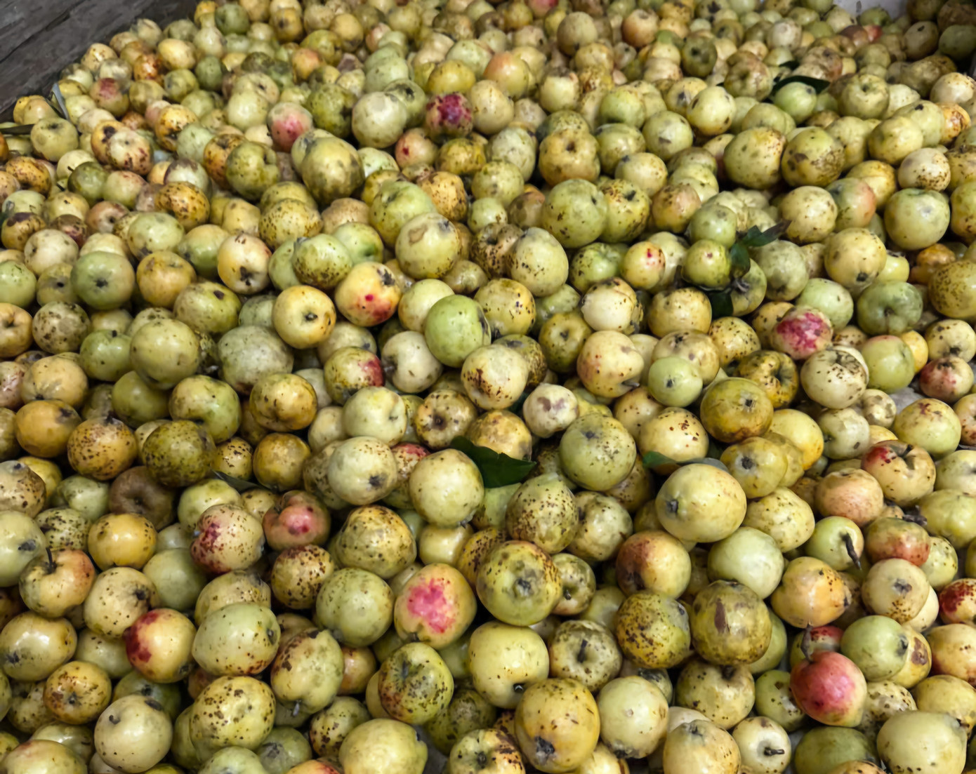 Đặc sản táo mèo Mù Cang Chải vào vụ - Ảnh 7