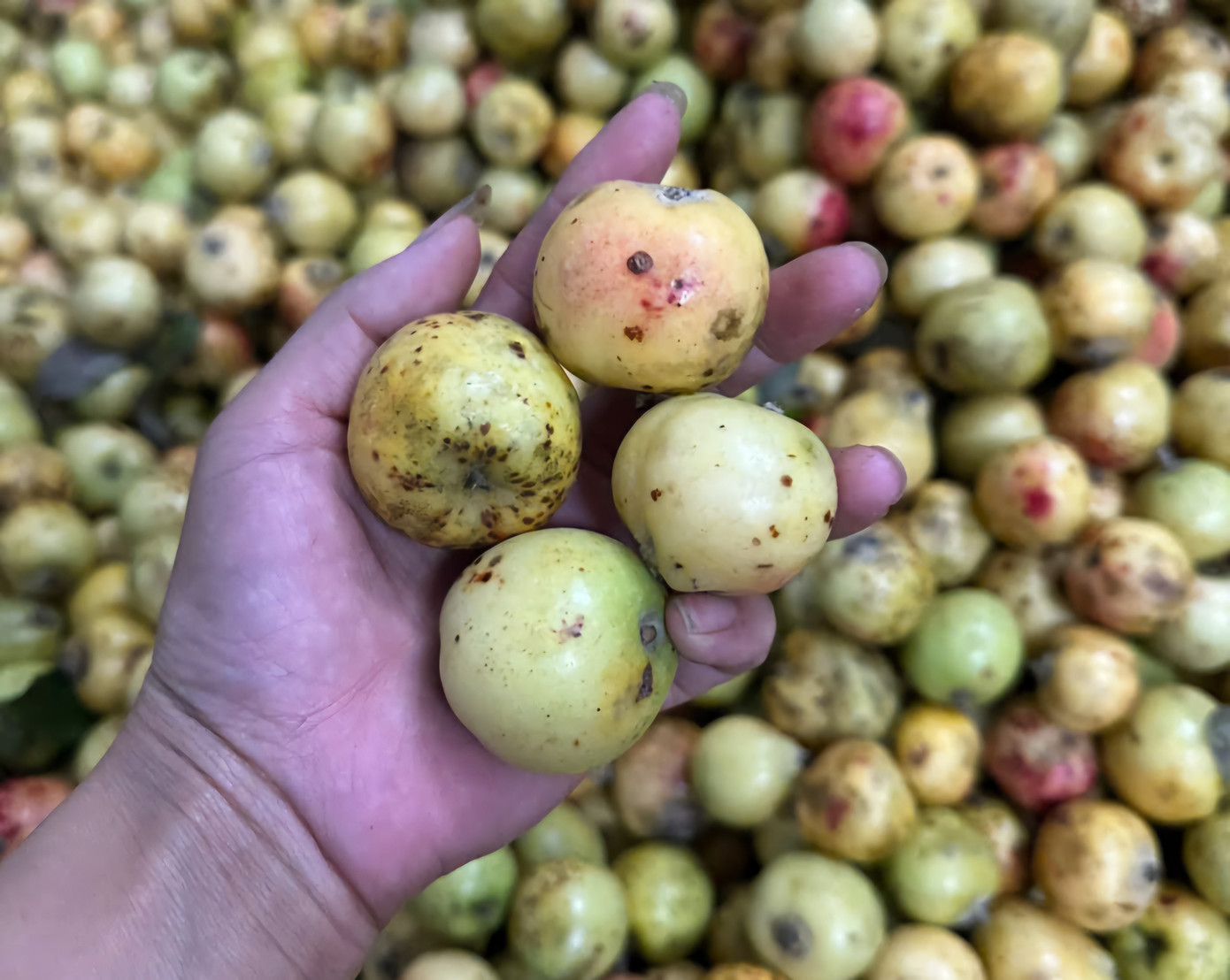 Đặc sản táo mèo Mù Cang Chải vào vụ - Ảnh 6