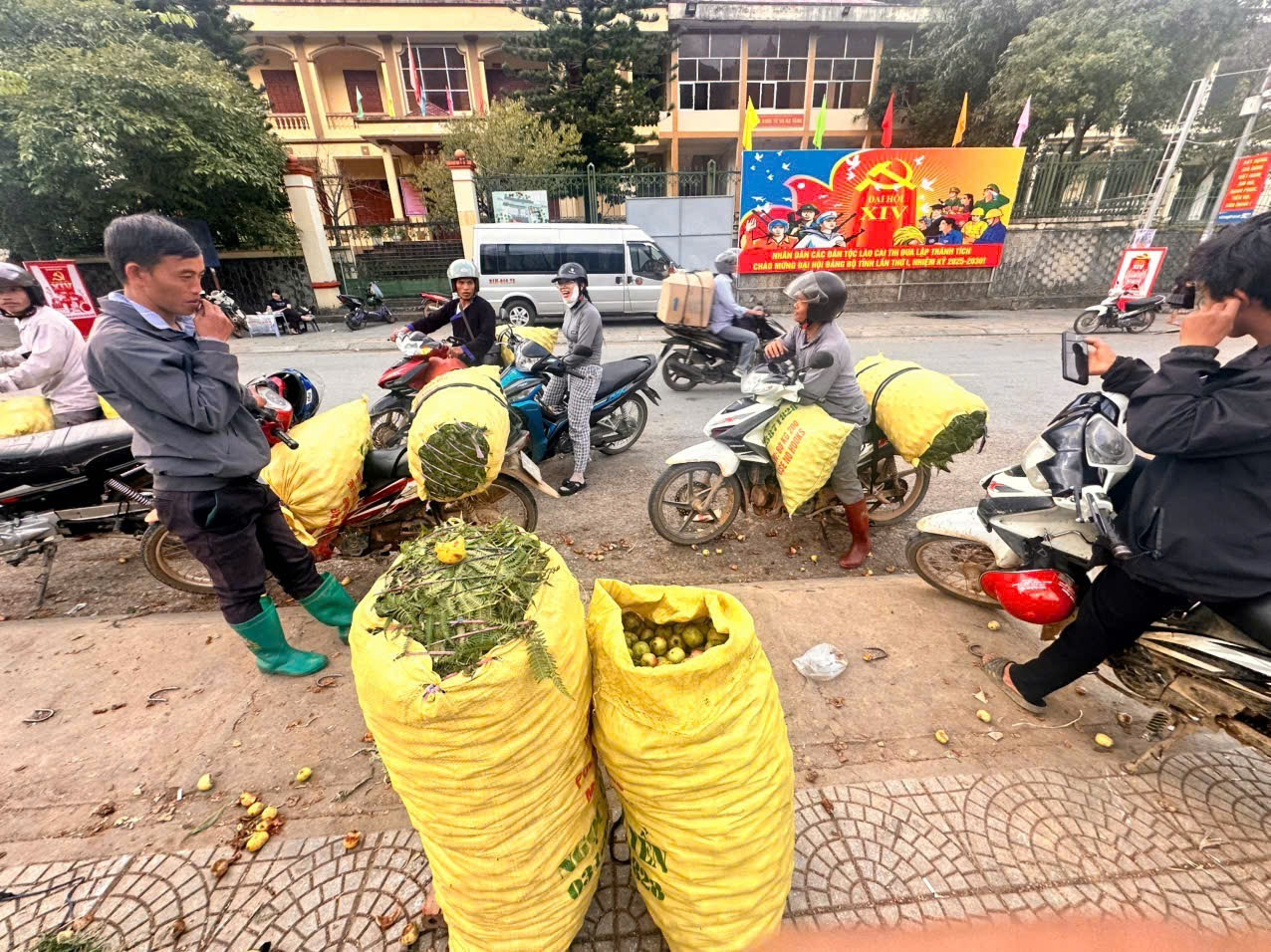 Đặc sản táo mèo Mù Cang Chải vào vụ - Ảnh 4