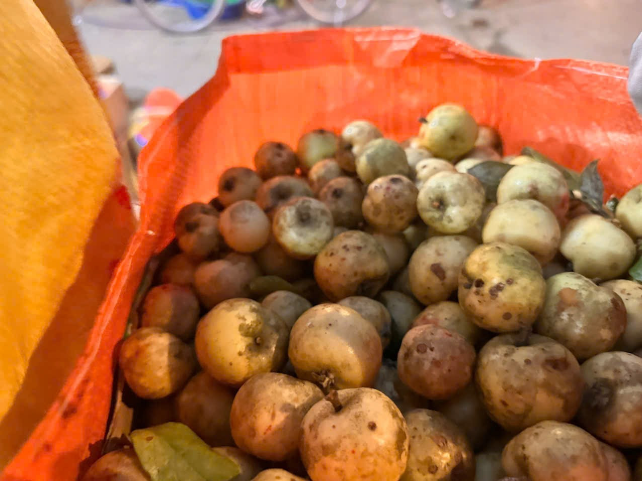 Đặc sản táo mèo Mù Cang Chải vào vụ - Ảnh 5