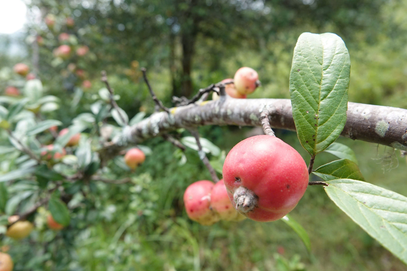 Đặc sản táo mèo Mù Cang Chải vào vụ - Ảnh 3