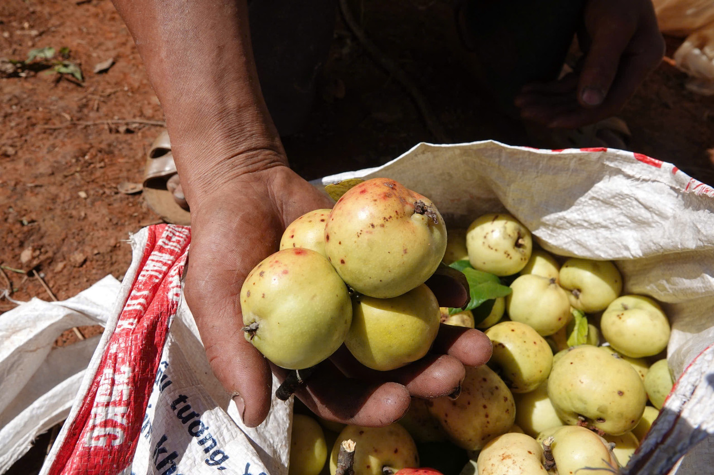 Đặc sản táo mèo Mù Cang Chải vào vụ - Ảnh 2