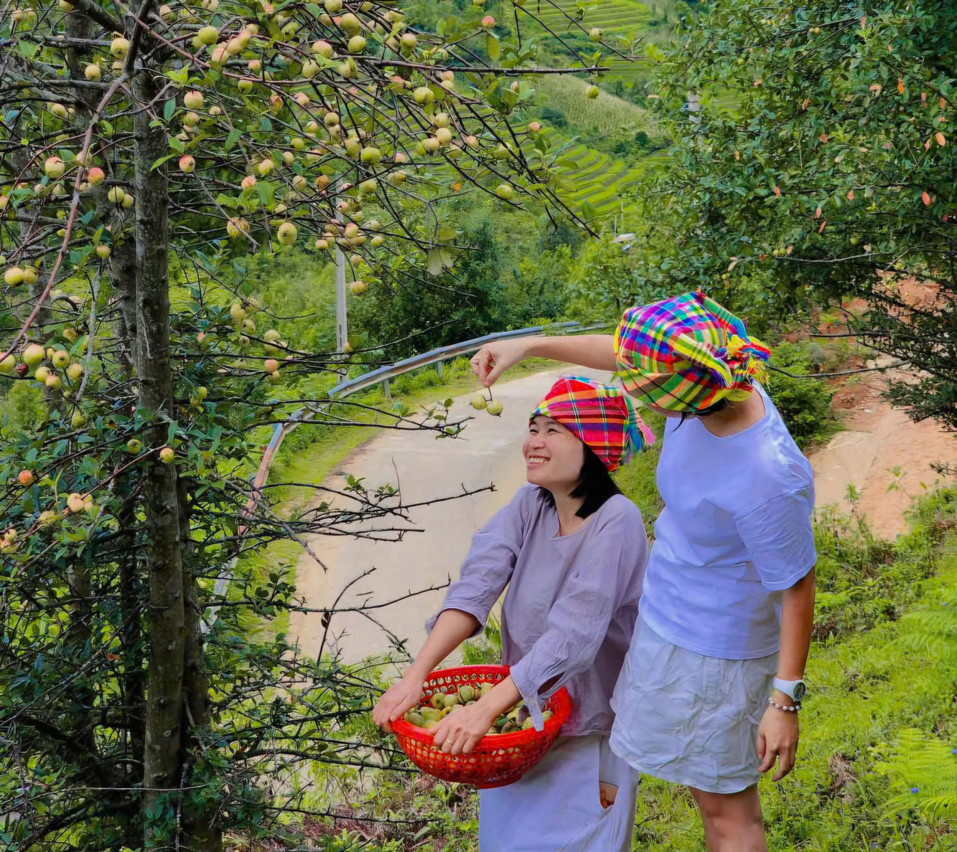 Đặc sản táo mèo Mù Cang Chải vào vụ - Ảnh 1