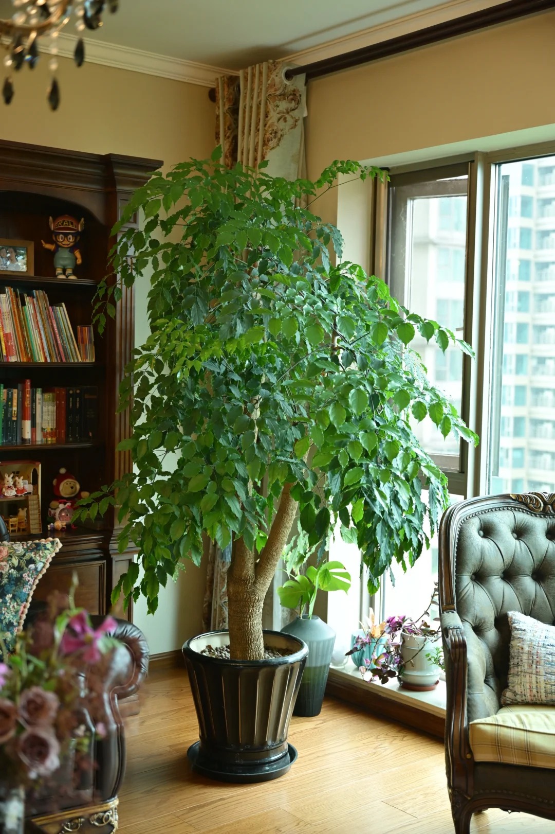 “Trong nhà có một cây, cả nhà ấm no": 5 loại cây nội thất đẹp, dễ sống, tăng sinh khí cho tổ ấm - Ảnh 11