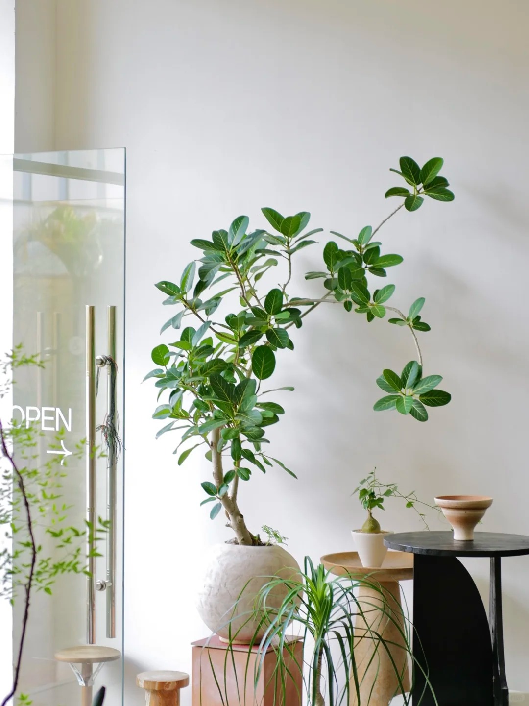 “Trong nhà có một cây, cả nhà ấm no": 5 loại cây nội thất đẹp, dễ sống, tăng sinh khí cho tổ ấm - Ảnh 15