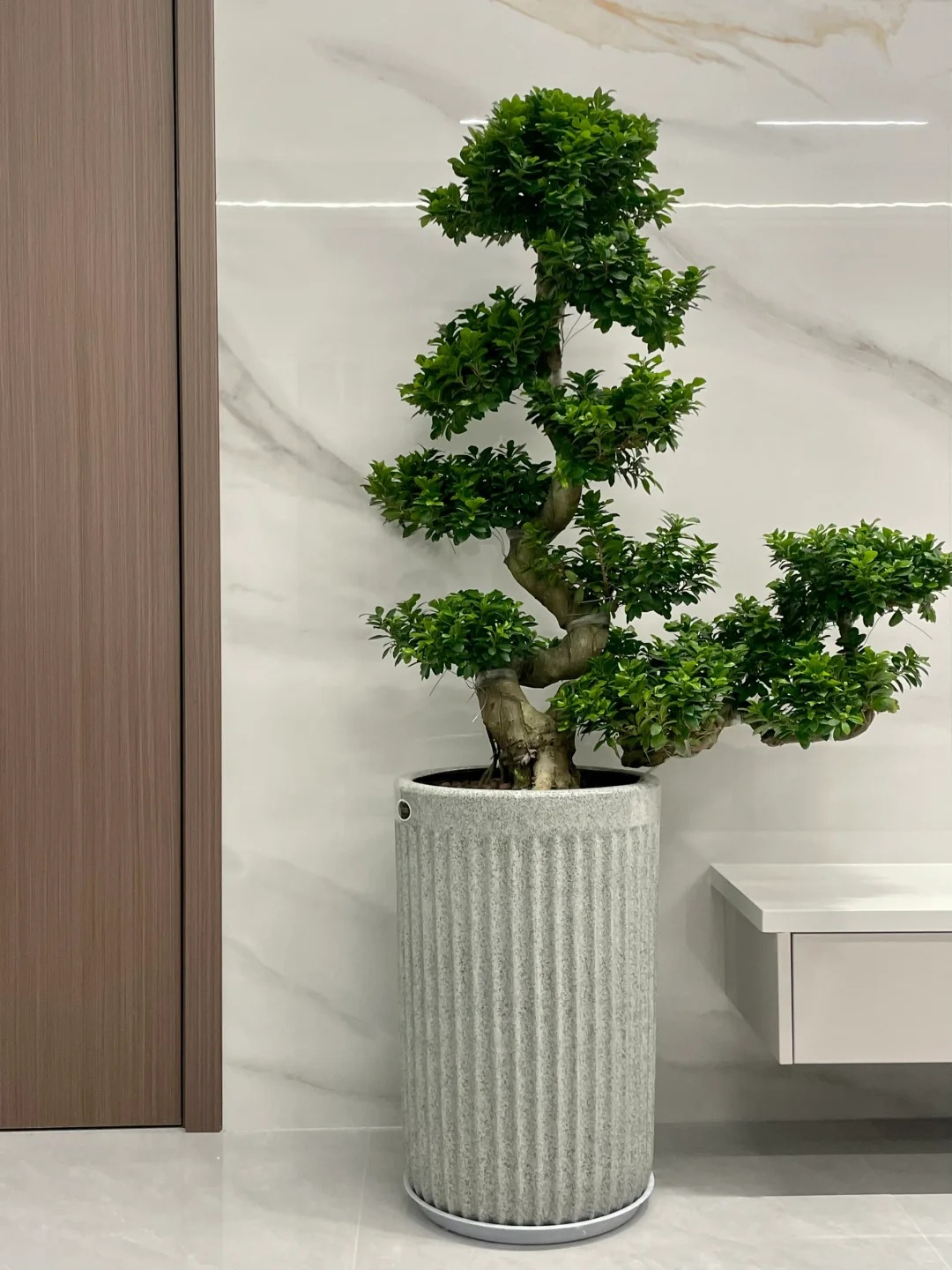 “Trong nhà có một cây, cả nhà ấm no": 5 loại cây nội thất đẹp, dễ sống, tăng sinh khí cho tổ ấm - Ảnh 13