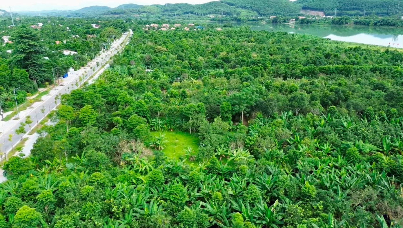 Huế vào mùa quả ngọt thanh, ruột giòn, hương thơm không nơi nào có - Ảnh 2