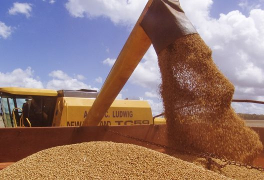 Trung Quốc dừng nhập khẩu đậu tương, nông dân Mỹ vẫn trúng lớn do ồ ạt trồng loại nông sản thay thế: Đã ký hợp đồng xuất khẩu 20 triệu tấn, nhu cầu tăng mạnh tại Đông Nam Á - Ảnh 1