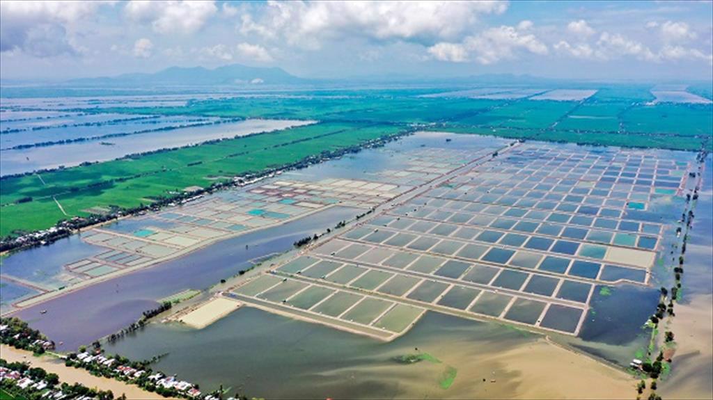 Trung Quốc ‘tê liệt’ mảng xuất khẩu cá rô phi sang Mỹ, ‘Vua cá tra’ Việt Nam nhảy vào nhanh chóng kiếm hơn 1.000 tỷ - Ảnh 3