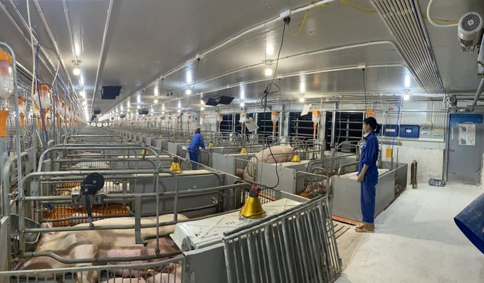 Dabaco (DBC): Lãi 9 tháng ước tính gấp 2,5 lần cùng kỳ, "về đích" sớm kế hoạch năm 2025 - Ảnh 3