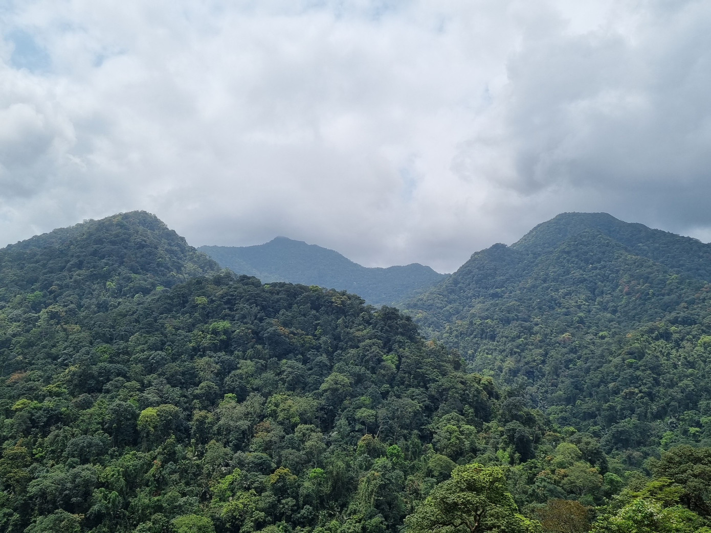 Quảng Trị xử lý thế nào với hơn 14.600 ha rừng bị chồng lấn, lấn chiếm? - Ảnh 1