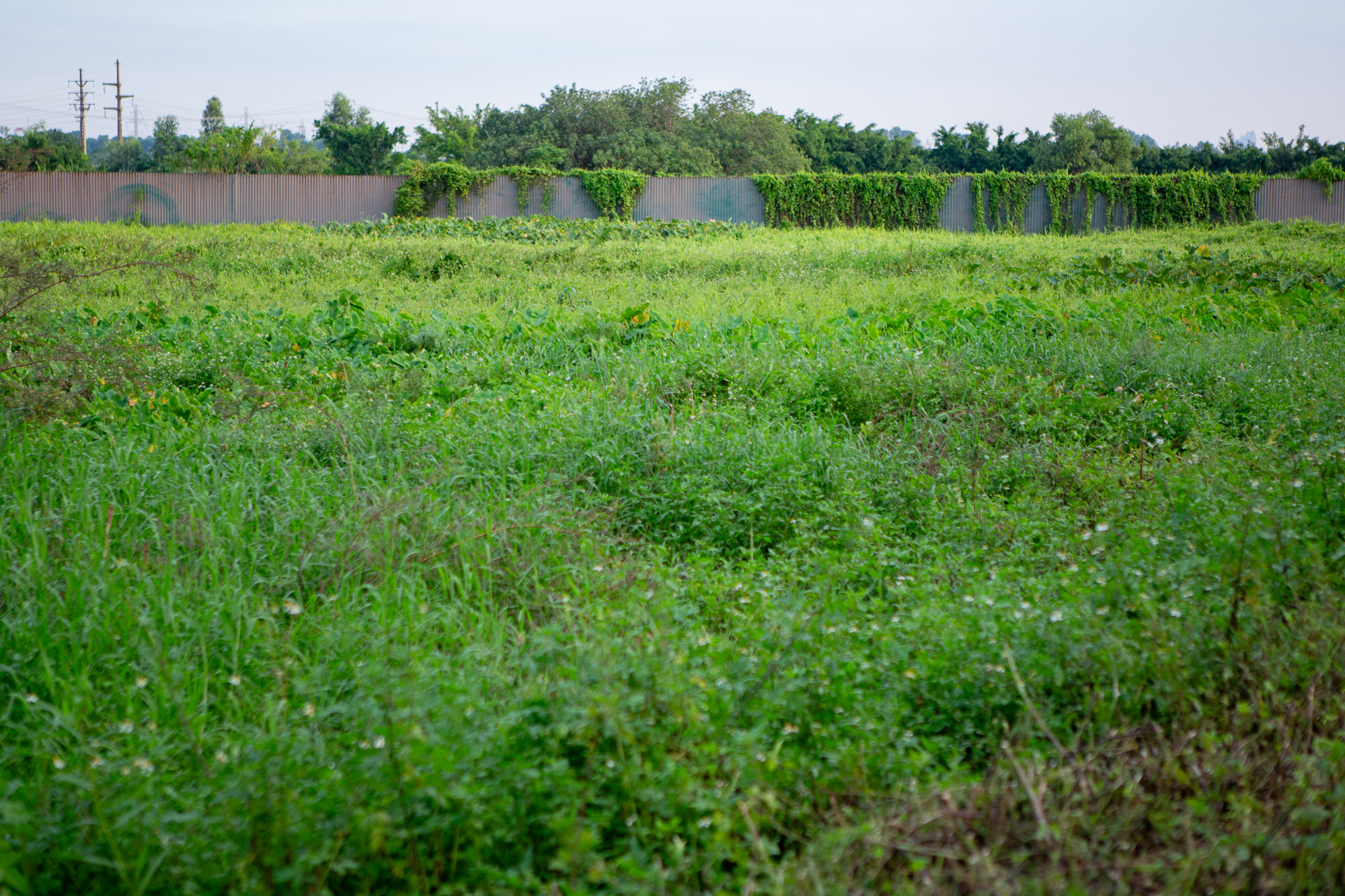 Thay bạn đi xem khu đất sẽ xây dự án nhà ở xã hội lớn nhất Thủ đô: Dự kiến sẽ có gần 7.000 căn hộ, sát công viên 100 ha của Sun Group - Ảnh 4