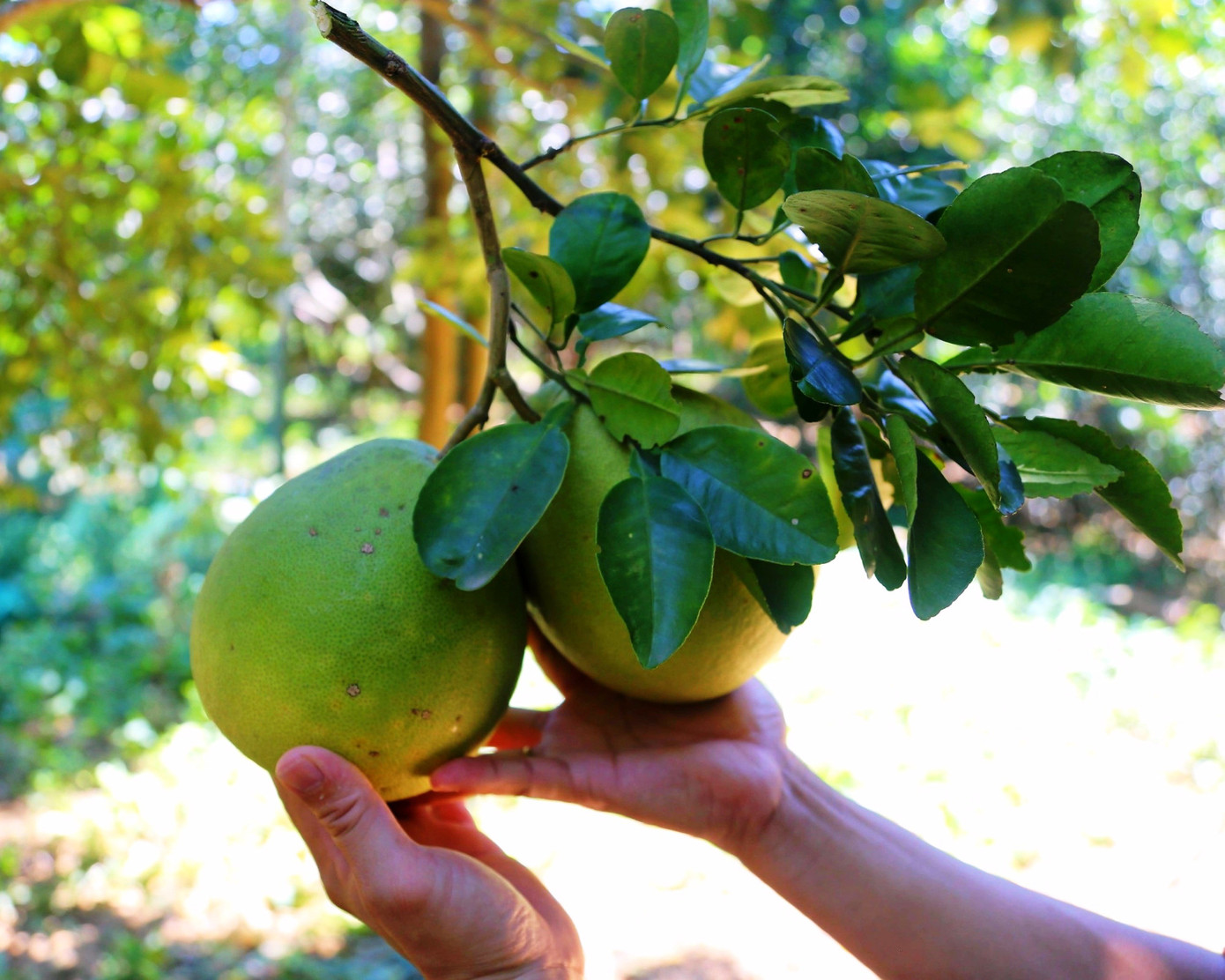 Huế vào mùa quả ngọt thanh, ruột giòn, hương thơm không nơi nào có - Ảnh 3