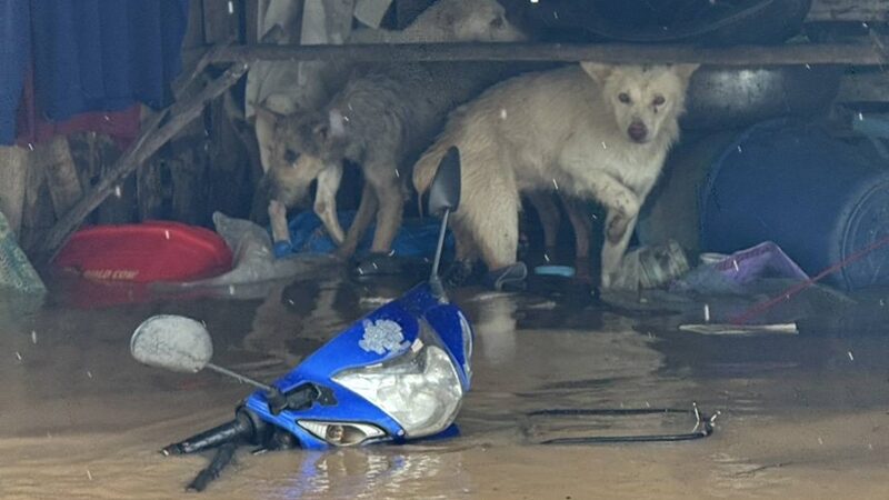 Vừa quần thảo Việt Nam, bão Bualoi tiếp tục tàn phá quốc gia này: Mưa lớn từ đêm tới sáng, nhà cửa ngập tới nóc, trường học phải đóng cửa - Ảnh 1