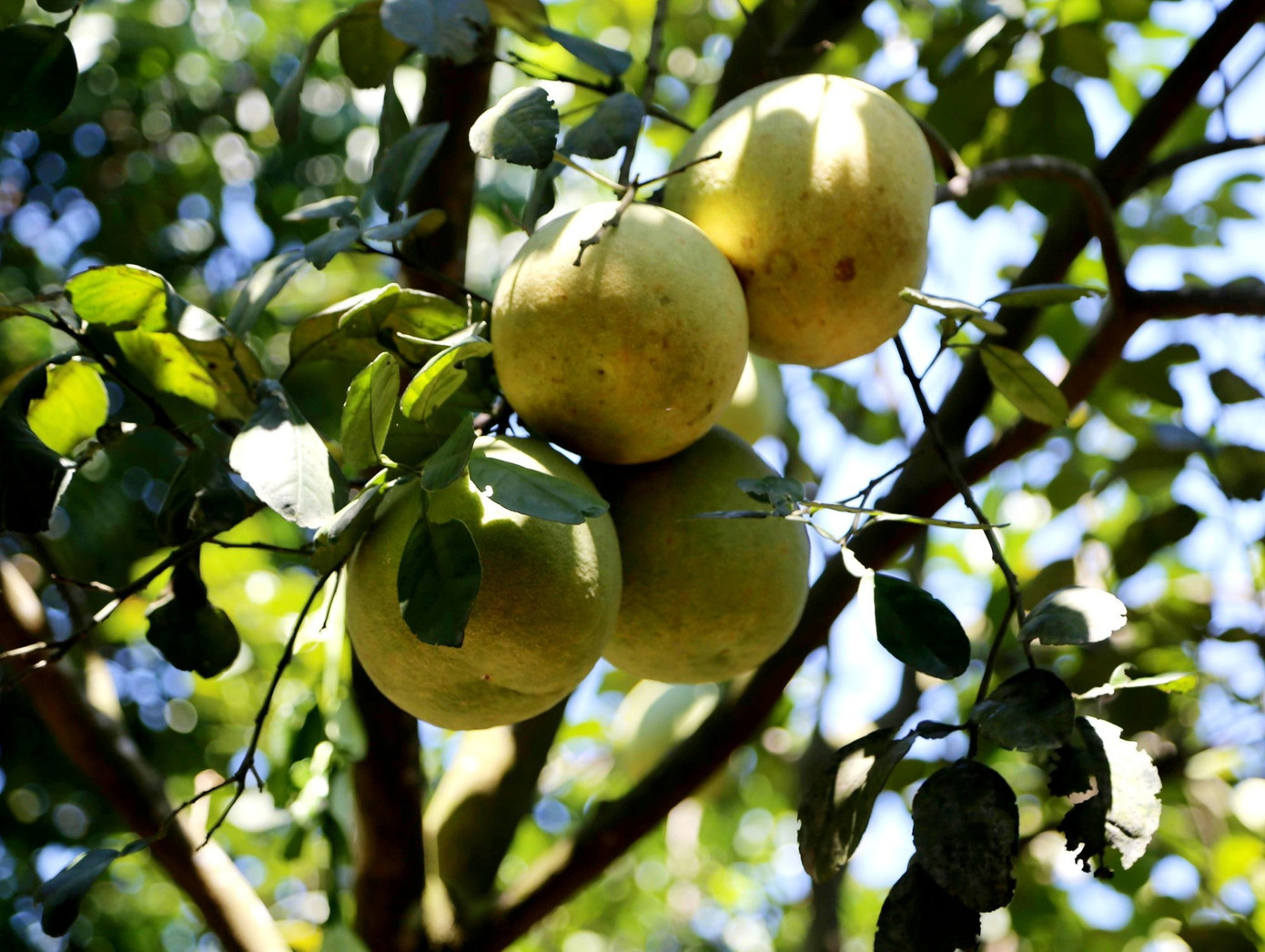 Huế vào mùa quả ngọt thanh, ruột giòn, hương thơm không nơi nào có - Ảnh 4