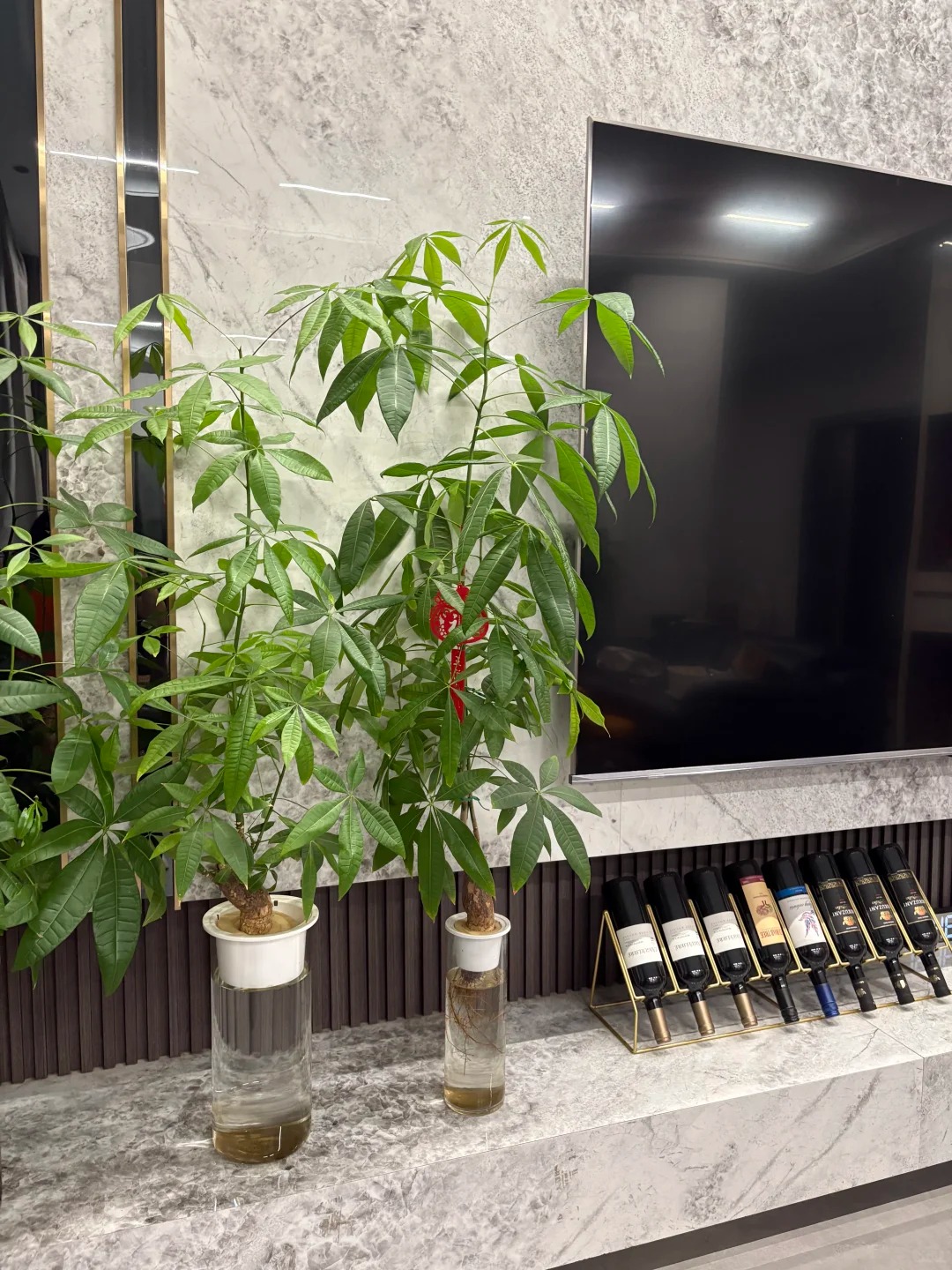 “Trong nhà có một cây, cả nhà ấm no": 5 loại cây nội thất đẹp, dễ sống, tăng sinh khí cho tổ ấm - Ảnh 3