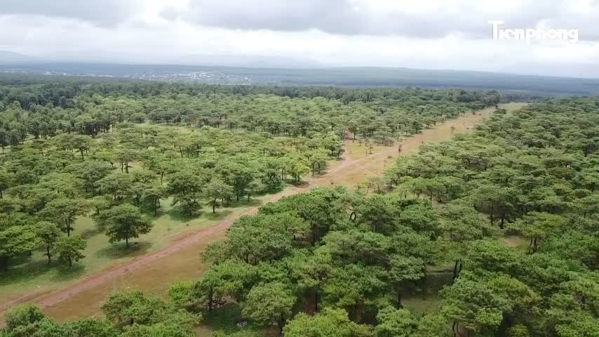 Tập đoàn FLC cần có giải pháp bảo vệ rừng thông bonsai thường xuyên bị mất trộm - Ảnh 2