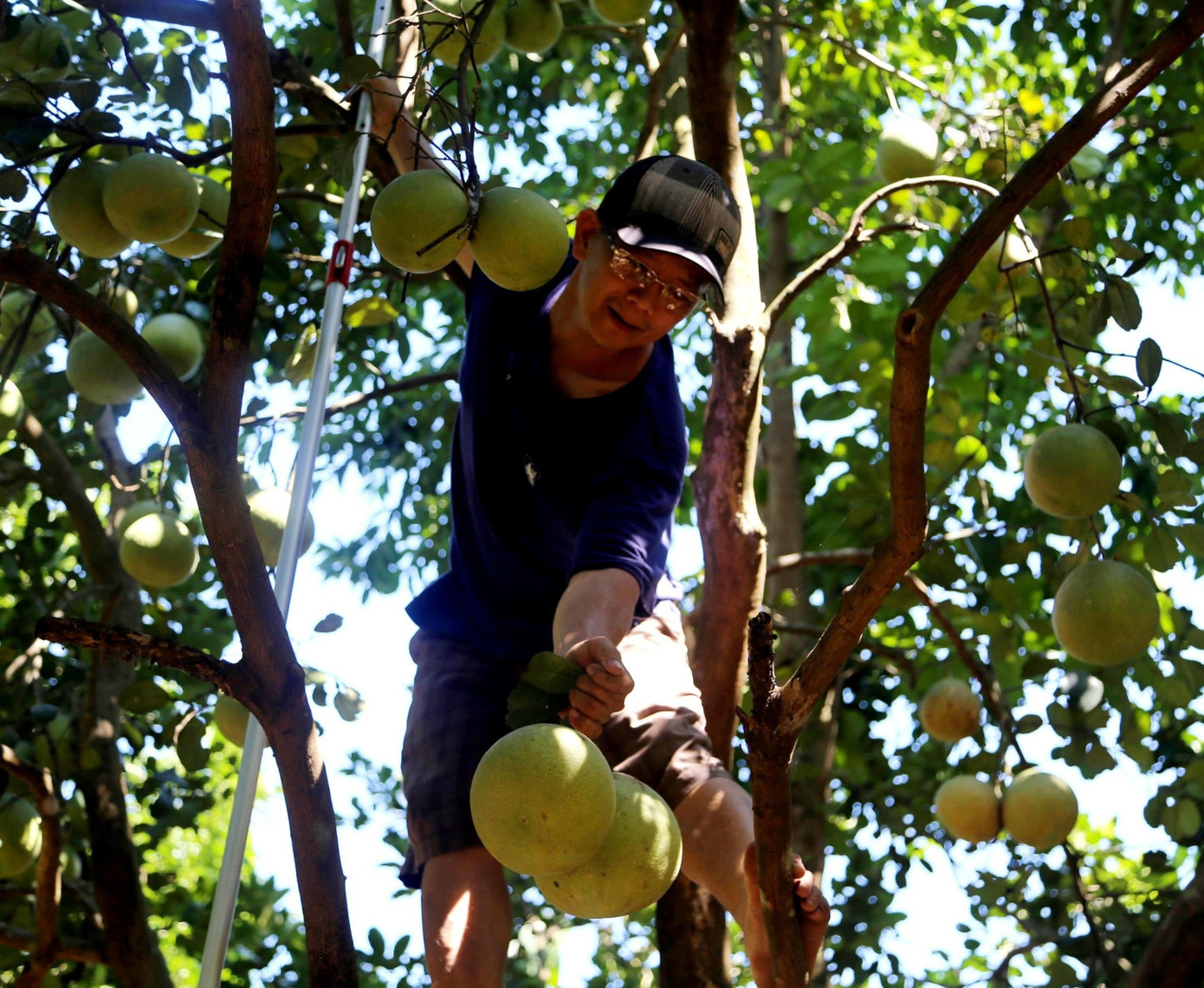 Huế vào mùa quả ngọt thanh, ruột giòn, hương thơm không nơi nào có - Ảnh 5